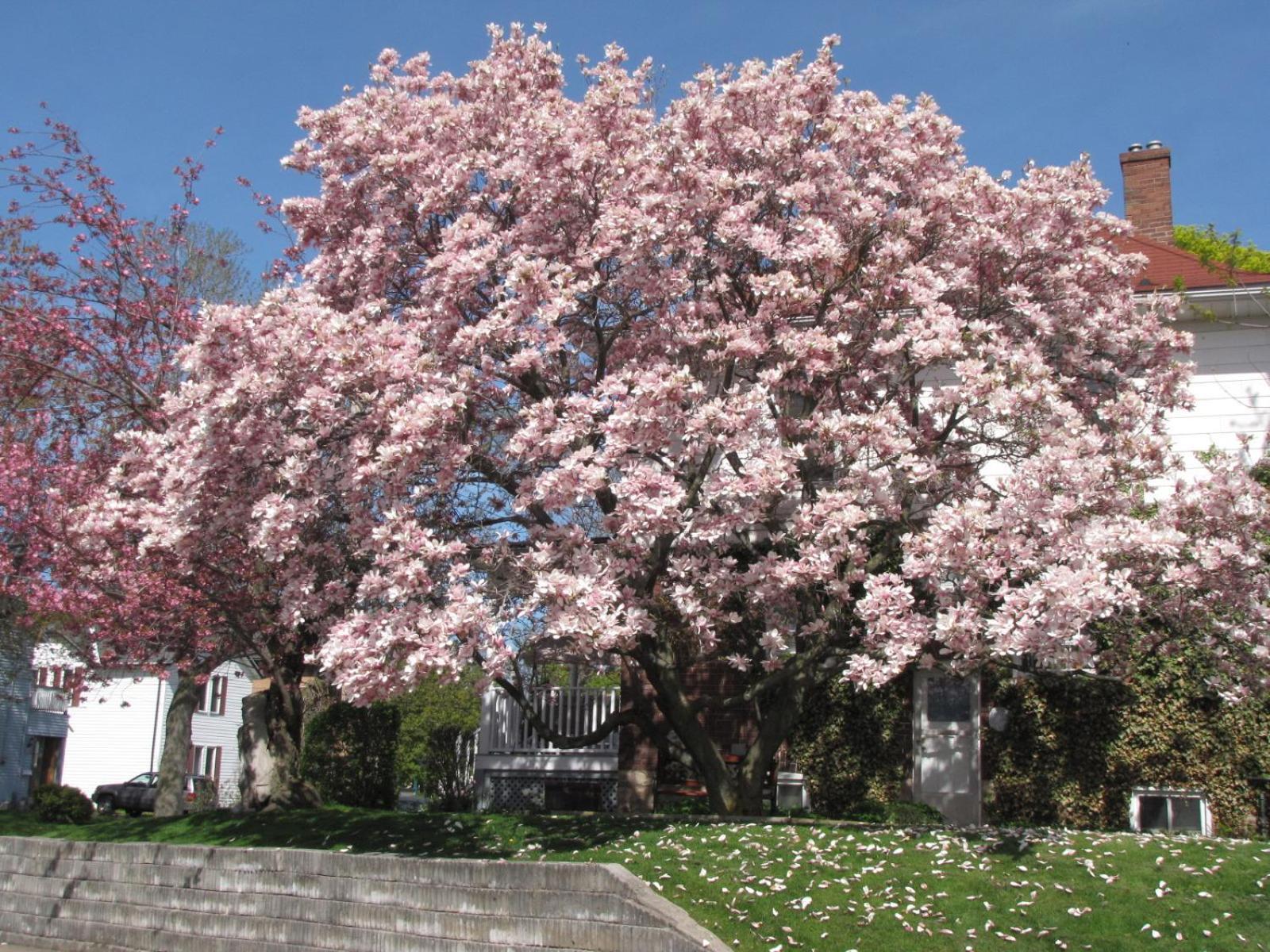 Bed & Breakfast Strathaird Bed And Breakfast Niagara Falls